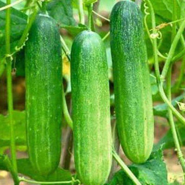 Cucumber (Fresh)